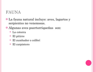 FAUNA La fauna natural incluye: aves, lagartos y serpientes no venenosas.  Algunas aves puertorriqueñas  son:  La cotorra El pitirre El zumbador o colibrí El carpintero  