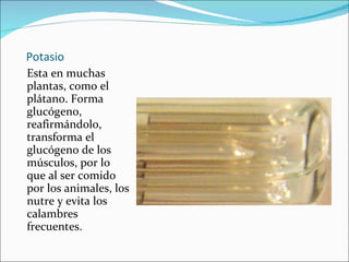 Potasio Esta en muchas plantas, como el plátano. Forma glucógeno, reafirmándolo, transforma el glucógeno de los músculos, por lo que al ser comido por los animales, los nutre y evita los calambres frecuentes. 