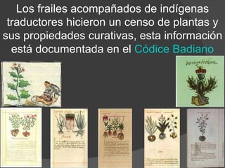 Los frailes acompañados de indígenas traductores hicieron un censo de plantas y sus propiedades curativas, esta información está documentada en el  Códice Badiano 