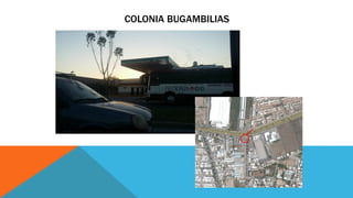 COLONIA BUGAMBILIAS
 