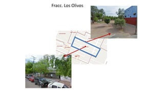 Fracc. Los Olivos
 