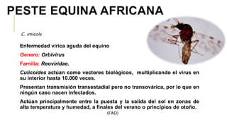 Culicoides | PPTX