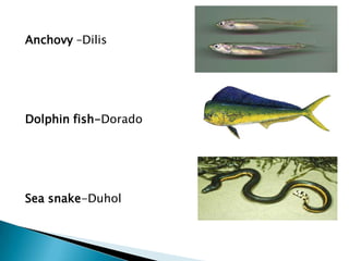 Culinary Lecture Fish