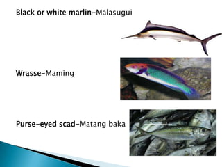 Culinary Lecture Fish