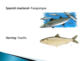 Culinary Lecture Fish