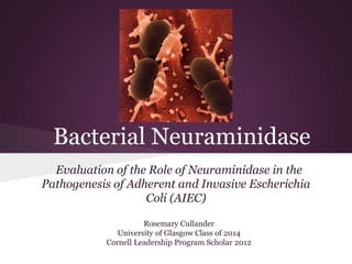 Bacterial Neuraminidase
Evaluation of the Role of Neuraminidase in the
Pathogenesis of Adherent and Invasive Escherichia
Coli (AIEC)
Rosemary Cullander
University of Glasgow Class of 2014
Cornell Leadership Program Scholar 2012

 