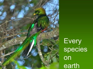 Every
species
on
earth
 