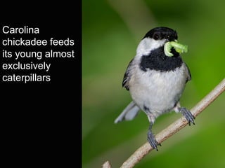 Carolina
chickadee feeds
its young almost
exclusively
caterpillars
 