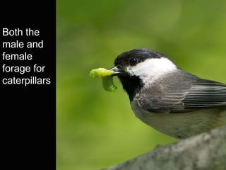 Both the
male and
female
forage for
caterpillars
 