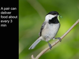 A pair can
deliver
food about
every 3
min
 