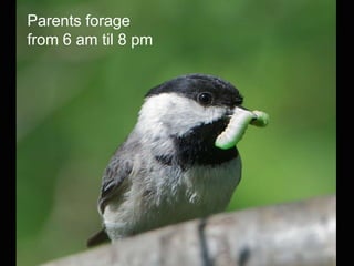 Parents forage
from 6 am til 8 pm
 