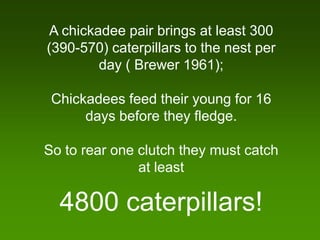 A chickadee pair brings at least 300
(390-570) caterpillars to the nest per
        day ( Brewer 1961);

 Chickadees feed their young for 16
      days before they fledge.

So to rear one clutch they must catch
               at least

  4800 caterpillars!
 