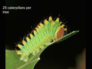 25 caterpillars per
tree
 