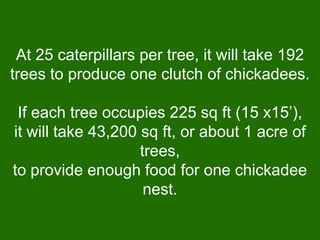 At 25 caterpillars per tree, it will take 192
trees to produce one clutch of chickadees.

 If each tree occupies 225 sq ft (15 x15’),
it will take 43,200 sq ft, or about 1 acre of
                    trees,
to provide enough food for one chickadee
                     nest.
 