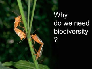 Why
do we need
biodiversity
?
 