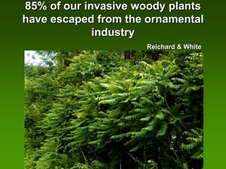85% of our invasive woody plants
have escaped from the ornamental
             industry
                     Reichard & White
              2001
 