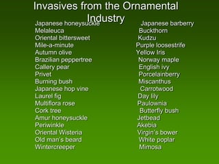 Invasives from the Ornamental
                 Industry
 Japanese honeysuckle     Japanese barberry
Melaleuca                   Buckthorn
Oriental bittersweet       Kudzu
Mile-a-minute              Purple loosestrife
Autumn olive               Yellow Iris
Brazilian peppertree        Norway maple
Callery pear                English ivy
Privet                      Porcelainberry
Burning bush                Miscanthus
Japanese hop vine           Carrotwood
Laurel fig                 Day lily
Multiflora rose            Paulownia
Cork tree                   Butterfly bush
Amur honeysuckle           Jetbead
Periwinkle                 Akebia
Oriental Wisteria          Virgin’s bower
Old man’s beard             White poplar
Wintercreeper               Mimosa
 
