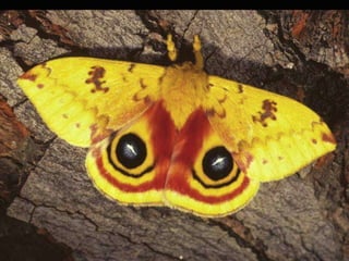 Io Moth
 