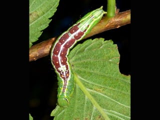 Double-lined Prominent
 