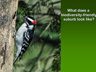 What does a
biodiversity-friendly
 suburb look like?
 