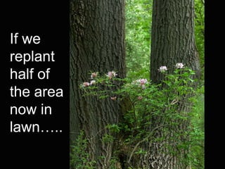 If we
replant
half of
the area
now in
lawn…..
 