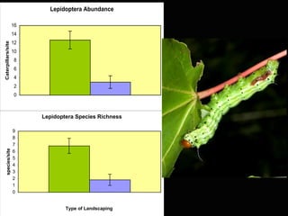 Lepidoptera Abundance

                    16
                    14
                    12
Caterpillars/site




                    10
                    8
                    6
                    4
                    2
                    0


                                  Type of Landscaping
                         Lepidoptera Species Richness

                    9
                    8
                    7
   species/site




                    6
                    5
                    4
                    3                              Native
                    2
                    1
                    0


                                 Type of Landscaping
 