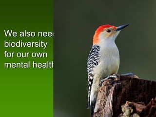 We also need
biodiversity
for our own
mental health
 