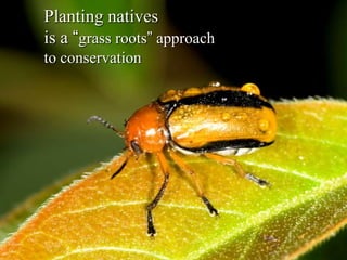Planting natives
is a “grass roots” approach
to conservation
 