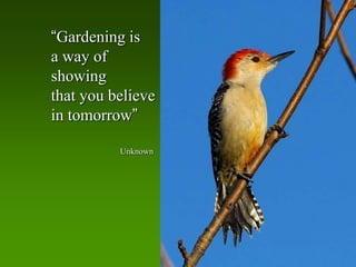 “Gardening is
a way of
showing
that you believe
in tomorrow”

          Unknown
 