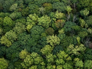 950 million acres
Kershner & Leverett 2004
 