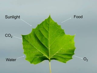 Sunlight                Food

           Photosynthesis
CO2           drawing


Water                          O2
 