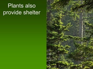 Plants also
provide shelter
 