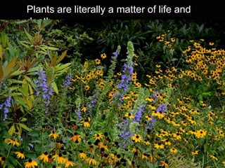 Plants are literally a matter of life and
death
 