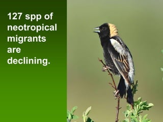127 spp of
neotropical
migrants
are
declining.
 