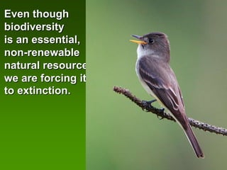 Even though
biodiversity
is an essential,
non-renewable
natural resource,
we are forcing it
to extinction.
 