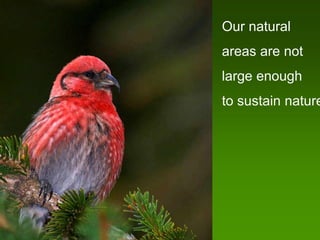 Our natural
areas are not
large enough
to sustain nature
 