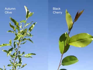 Autumn   Black
Olive    Cherry
 