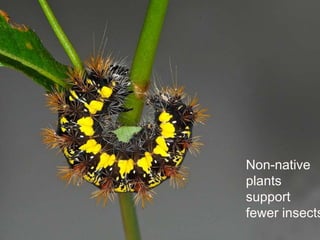 Non-native
Non-native plants
                    plants
support
                    support
fewer insects.
                    fewer insects
 