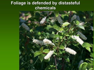 Foliage is defended by distasteful
            chemicals
 