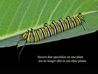 Insects that specialize on one plant
Insects that   specializeare no longer able to eat other plants.
                          on one plant
 