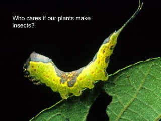 Who cares if our plants make
insects?
 
