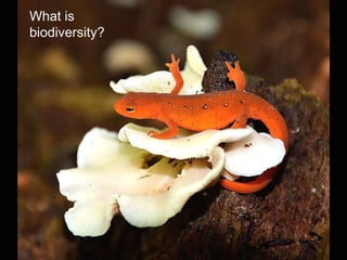 What is
biodiversity?




                   What is
                biodiversity ?
 