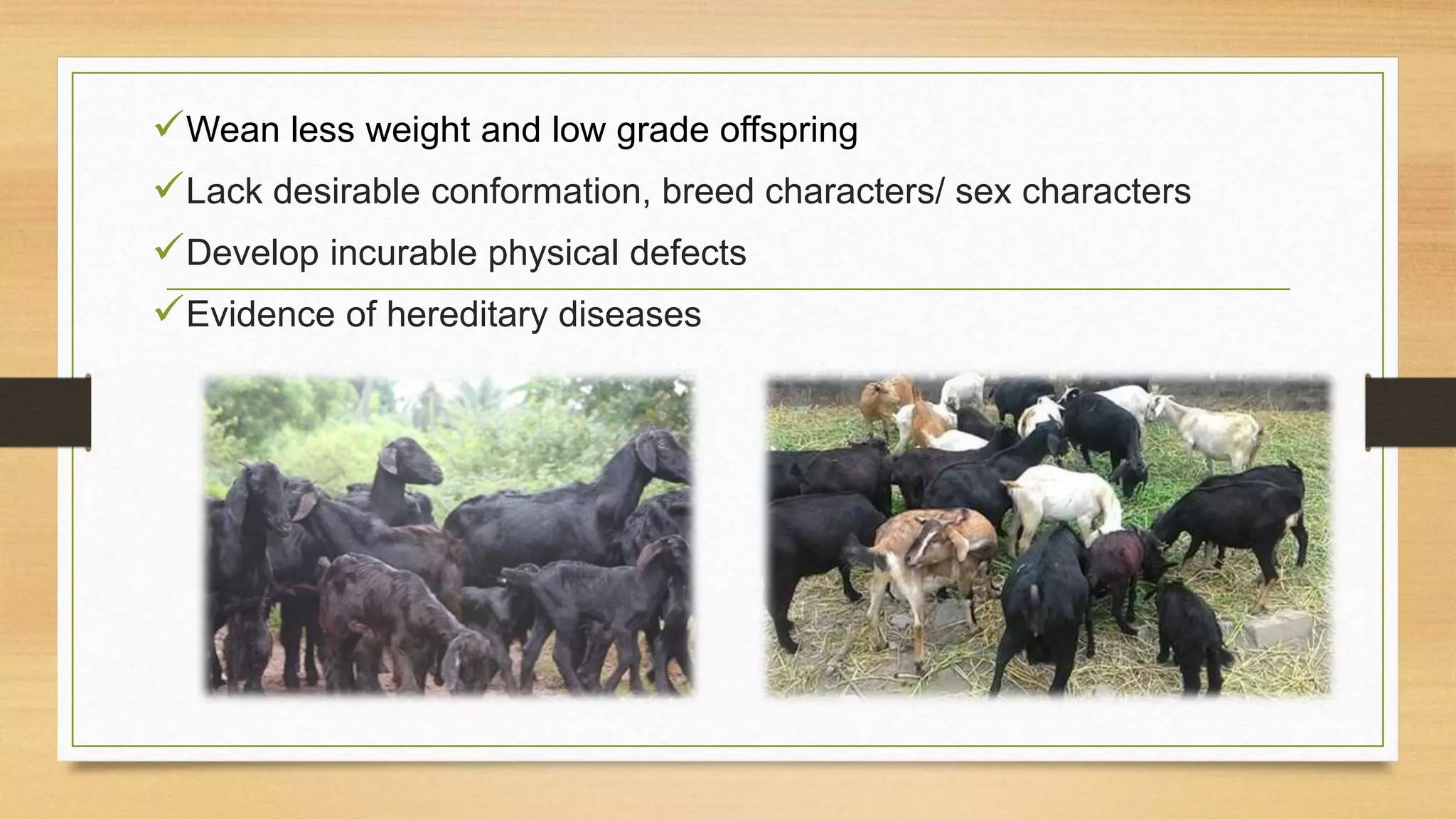 Wean less weight and low grade offspring
Lack desirable conformation, breed characters/ sex characters
Develop incurable physical defects
Evidence of hereditary diseases
 