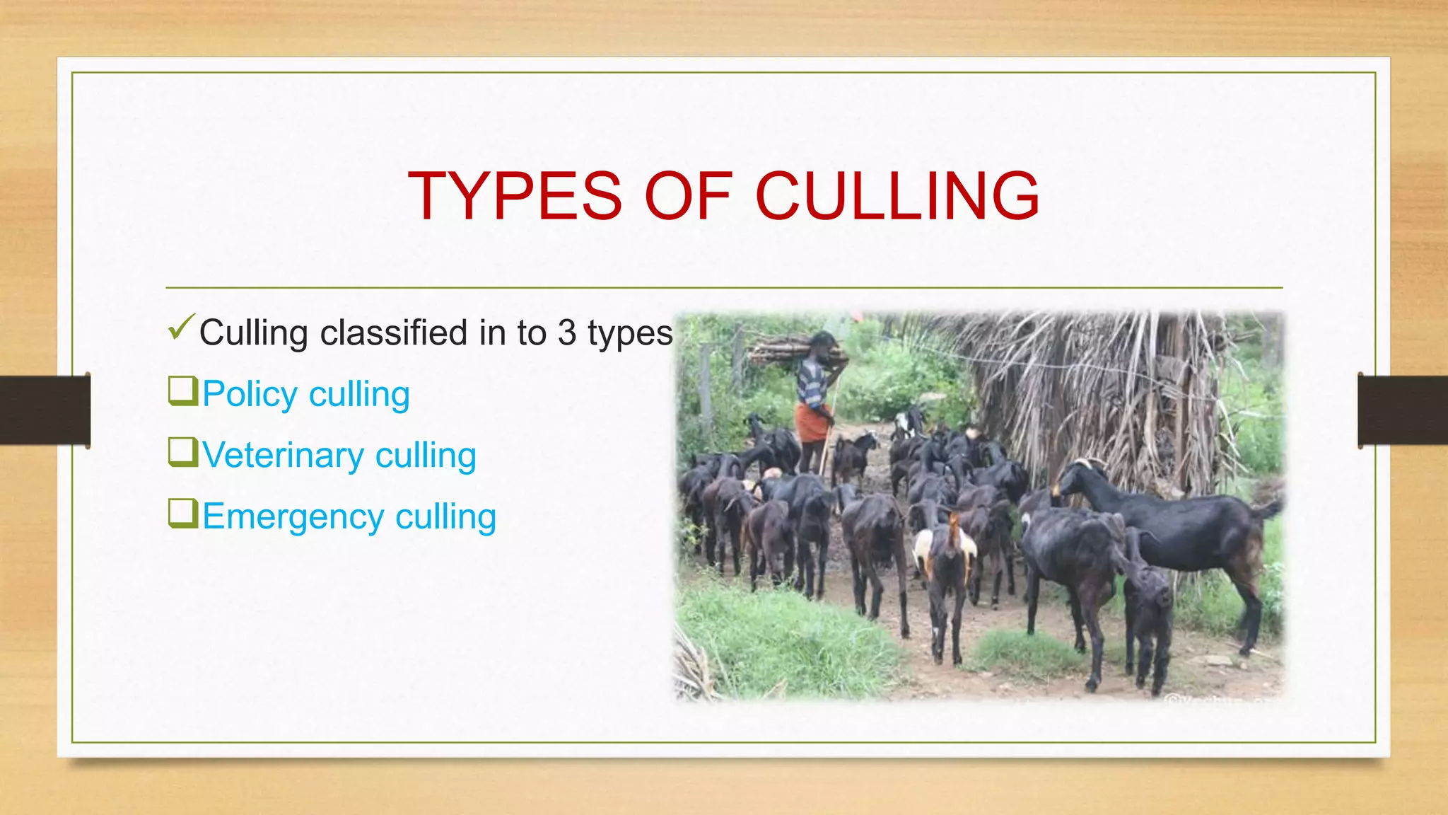 TYPES OF CULLING
Culling classified in to 3 types
Policy culling
Veterinary culling
Emergency culling
 
