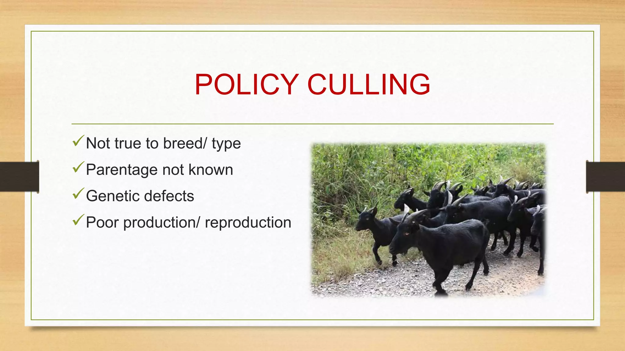 POLICY CULLING
Not true to breed/ type
Parentage not known
Genetic defects
Poor production/ reproduction
 