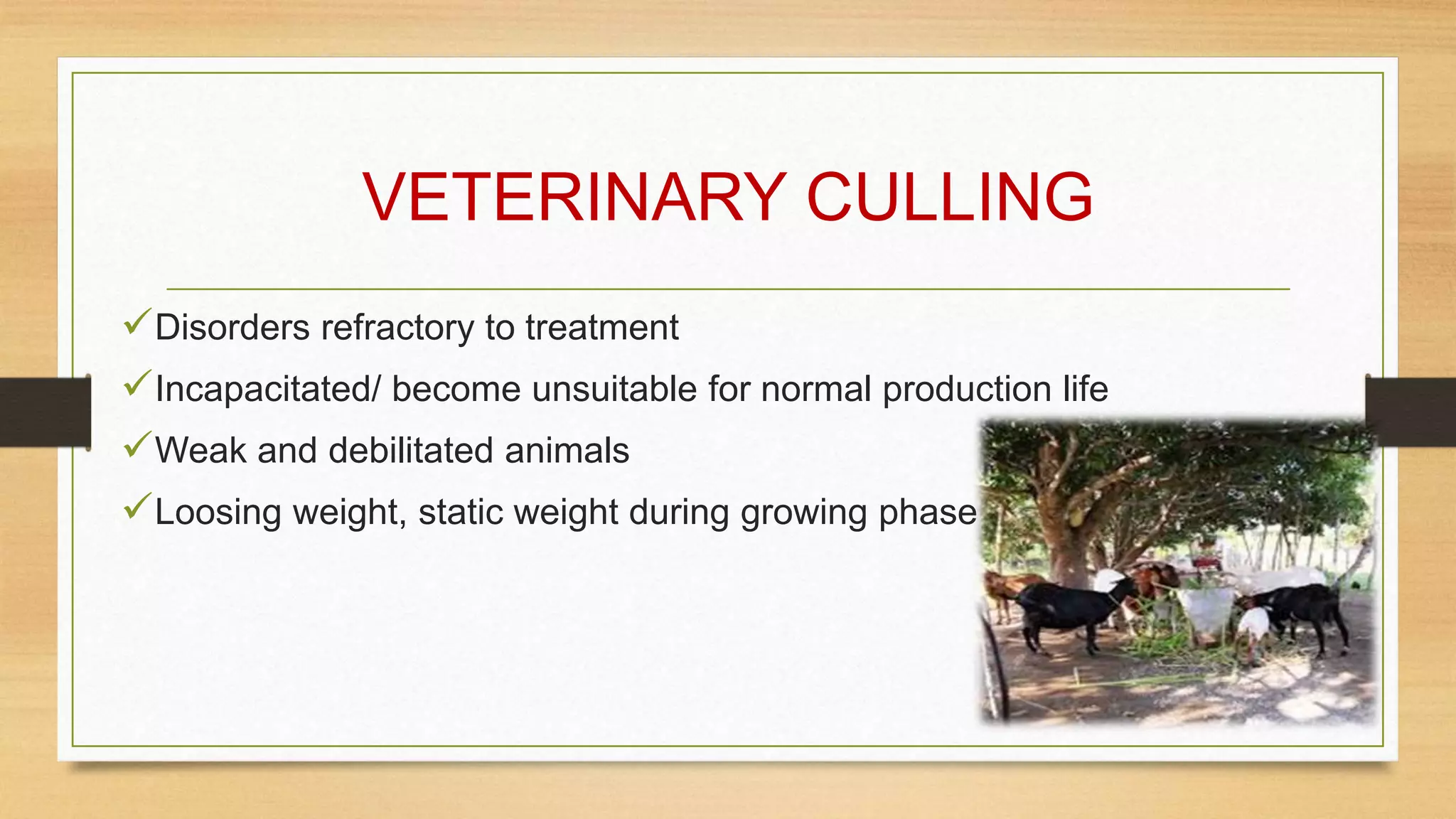 VETERINARY CULLING
Disorders refractory to treatment
Incapacitated/ become unsuitable for normal production life
Weak and debilitated animals
Loosing weight, static weight during growing phase
 