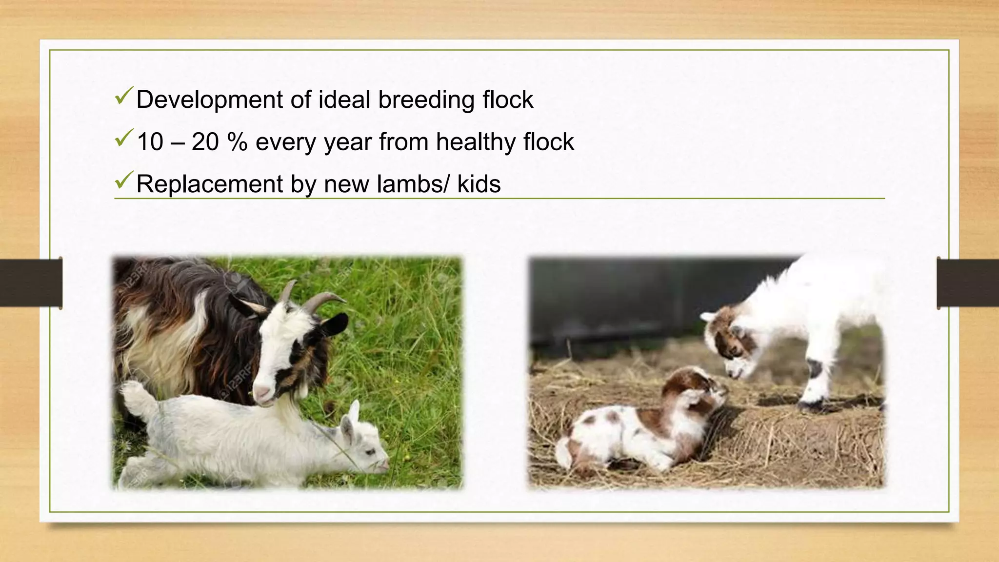 Development of ideal breeding flock
10 – 20 % every year from healthy flock
Replacement by new lambs/ kids
 
