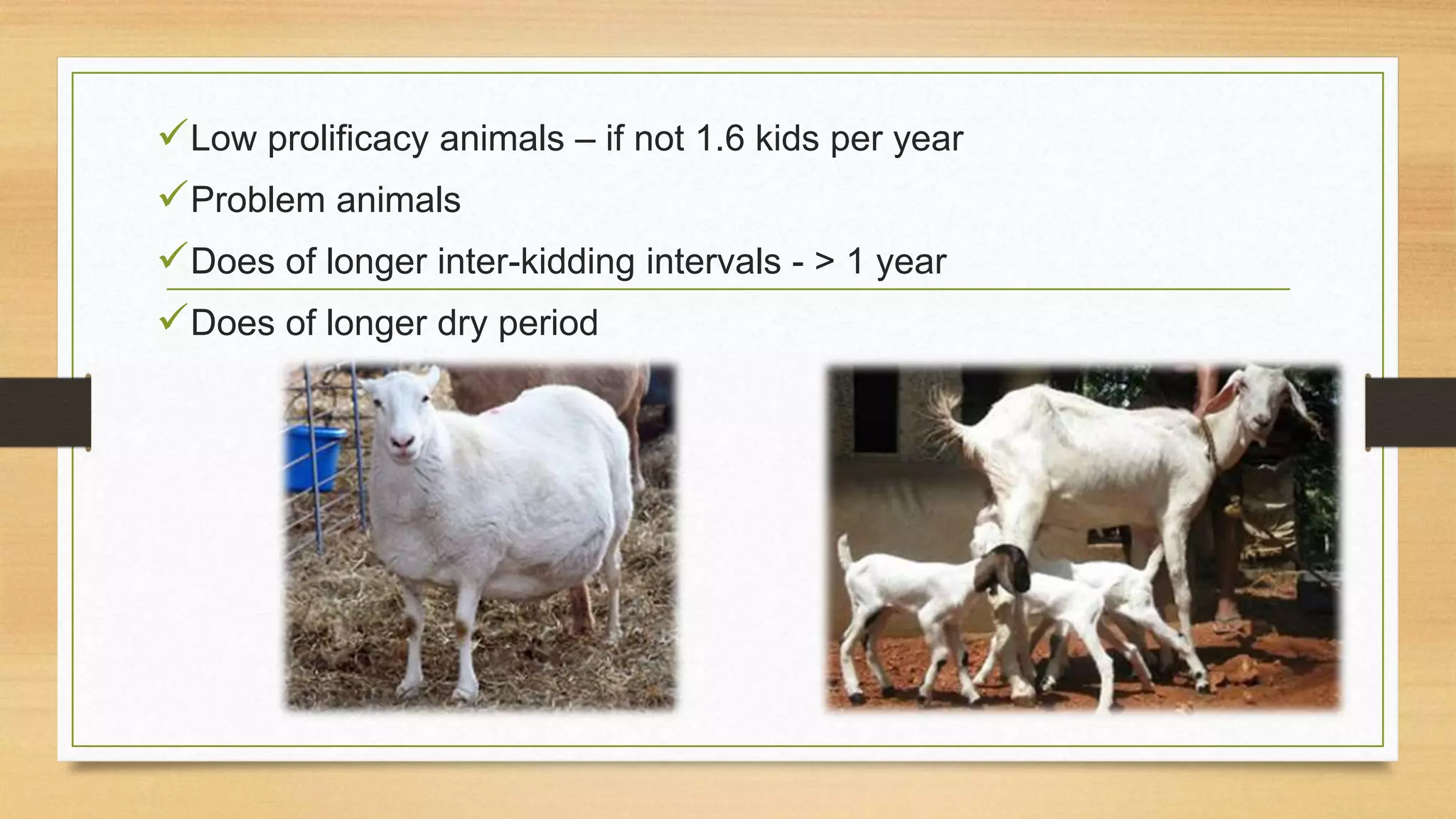 Low prolificacy animals – if not 1.6 kids per year
Problem animals
Does of longer inter-kidding intervals - > 1 year
Does of longer dry period
 