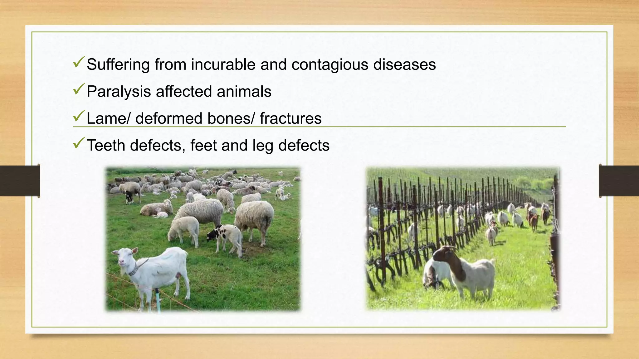 Suffering from incurable and contagious diseases
Paralysis affected animals
Lame/ deformed bones/ fractures
Teeth defects, feet and leg defects
 