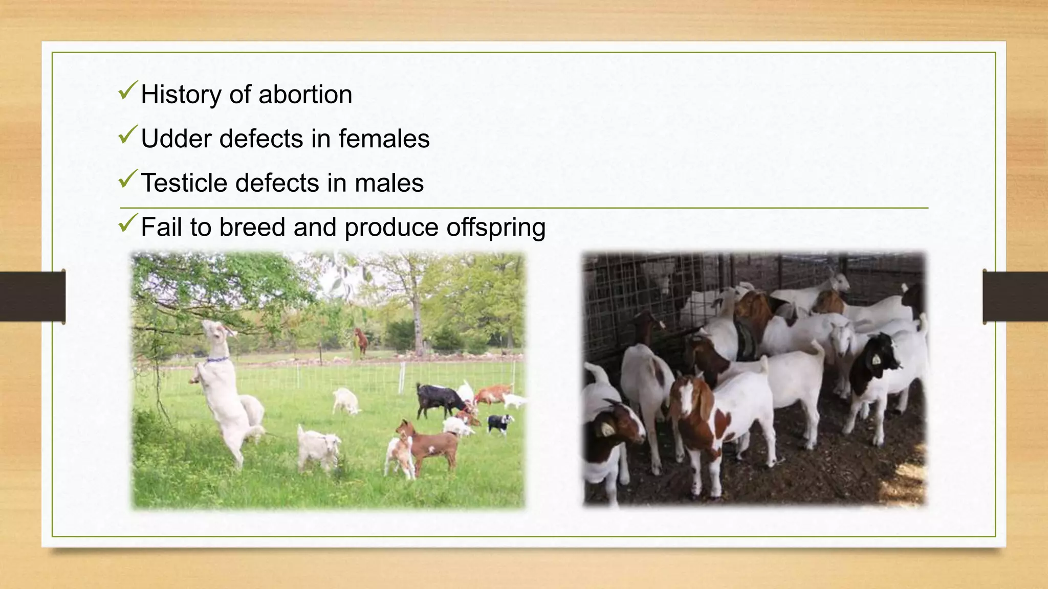 History of abortion
Udder defects in females
Testicle defects in males
Fail to breed and produce offspring
 